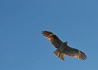Zwarte wouw (oostelijk) (black-eared kite) Milvus migrans lineatus  - tussen Khogno Khan en Gurvanbulag 12-08-2016 (1)